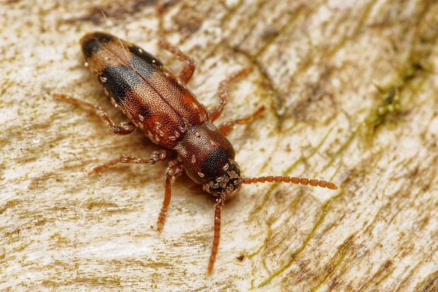 lenec (cz) Hypulus bifasciatus