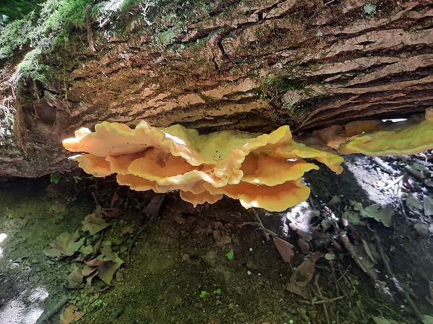 sírovec obyčajný Laetiporus sulphureus (Bull.) Murrill