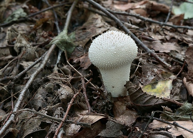 prášnica bradavičnatá Lycoperdon perlatum Pers.