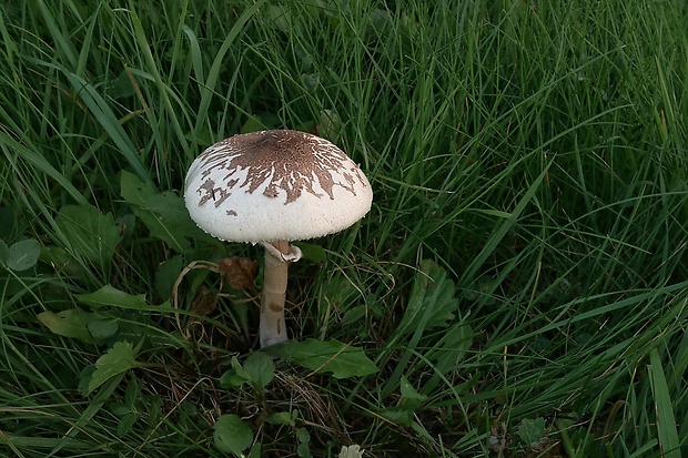 bedľa Konradova Macrolepiota konradii (Huijsman ex P.D. Orton) M.M. Moser