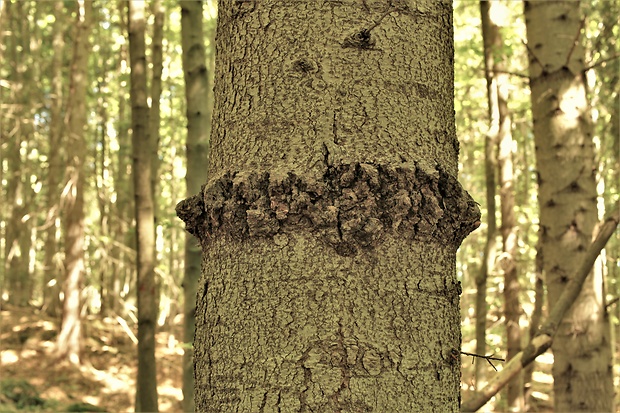 metlovka jedľová Melampsorella caryophyllacearum (DC.) J. Schröt.