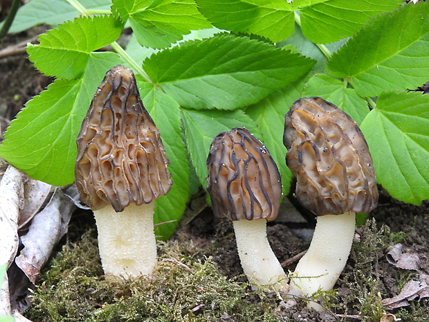 smrčok hybridný Morchella semilibera DC.