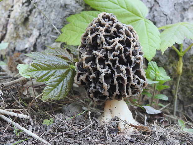 smrčok Morchella sp.