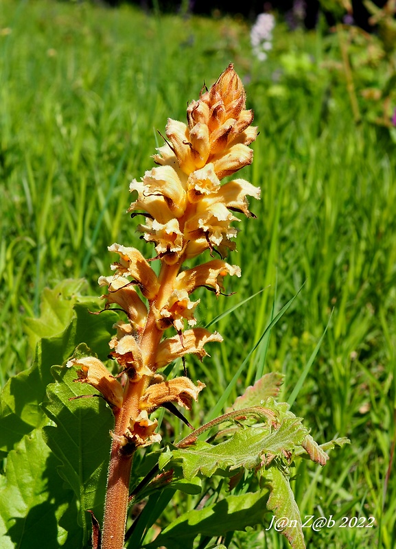 záraza žltá Orobanche lutea Baumg.