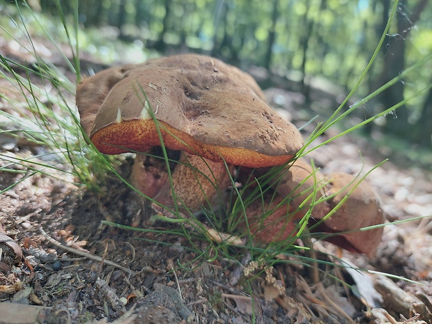 hríb zrnitohlúbikový Sutorius luridiformis (Rostk.) G. Wu & Zhu L. Yang