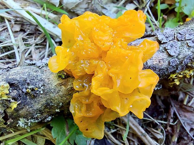 rôsolovka zlatožltá Tremella mesenterica Retz.