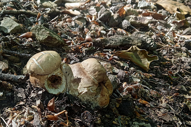 hríb dubový Boletus reticulatus Schaeff.