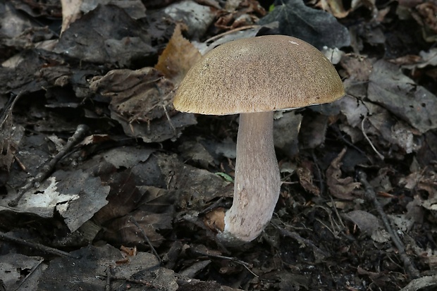 hríb dubový Boletus reticulatus Schaeff.