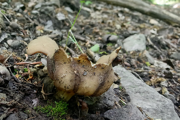 chriapač kalíškovitý Helvella acetabulum (L.) Quél.