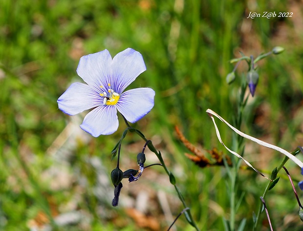 ľan rakúsky Linum austriacum L.