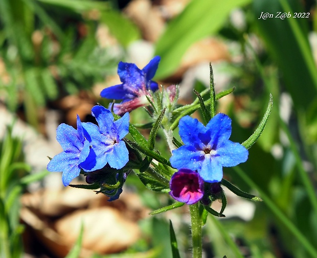 kamienka modropurpurová Lithospermum purpurocaeruleum L.