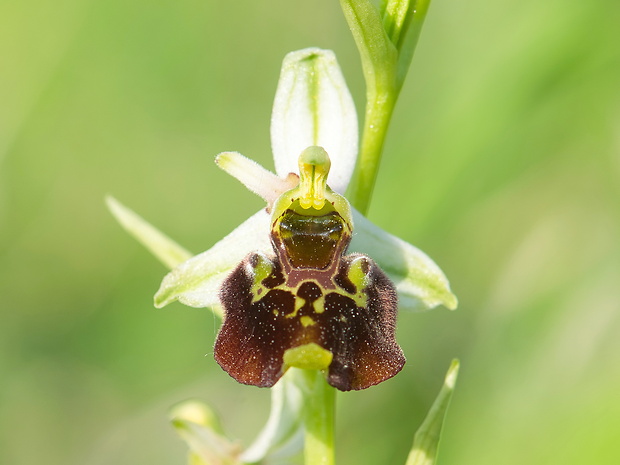 hmyzovník čmeľovitý Ophrys holoserica (Burm. F.) Greuter