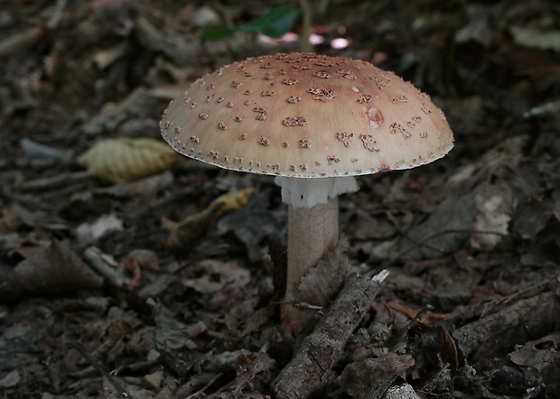 muchotrávka červenkastá Amanita rubescens Pers.