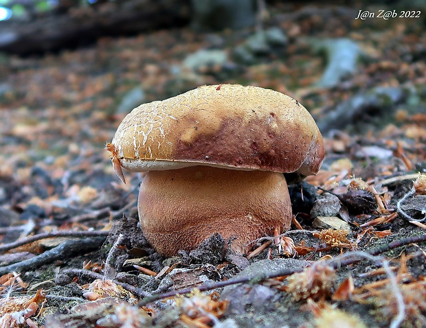 hríb sosnový Boletus pinophilus Pil. et Dermek in Pil.