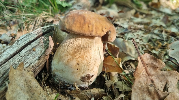 hríb dubový Boletus reticulatus Schaeff.