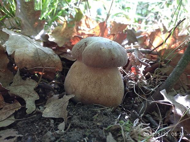 hríb dubový Boletus reticulatus Schaeff.