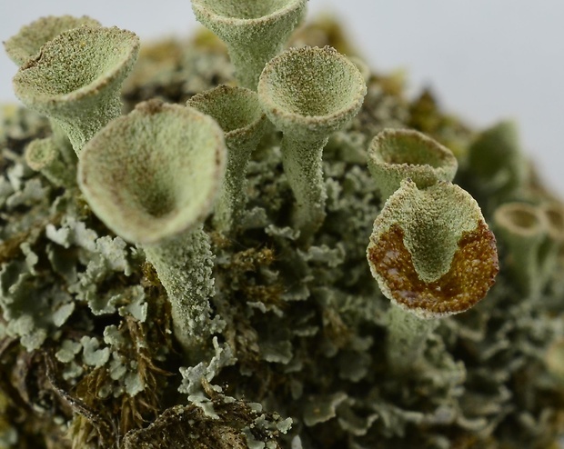 dutohlávka riasnatá Cladonia fimbriata (L.) Fr.