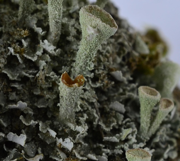 dutohlávka riasnatá Cladonia fimbriata (L.) Fr.