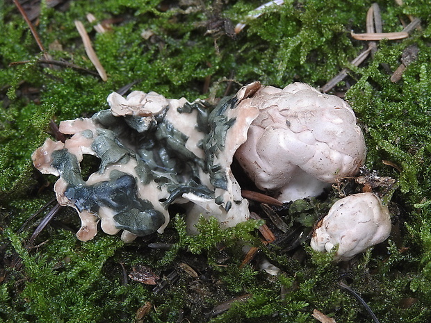 hadovkovec hruškovitý Phallogaster saccatus Morgan