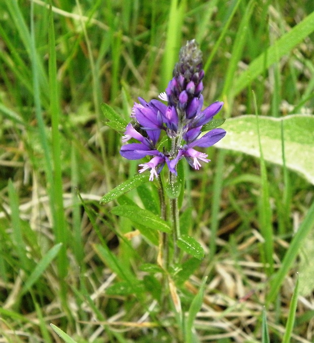 horčinka obyčajná Polygala vulgaris L.