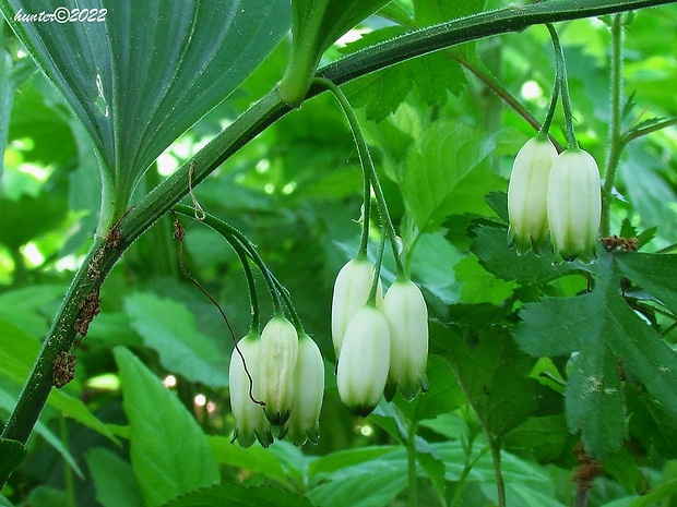 kokorík širokolistý Polygonatum latifolium Desf.