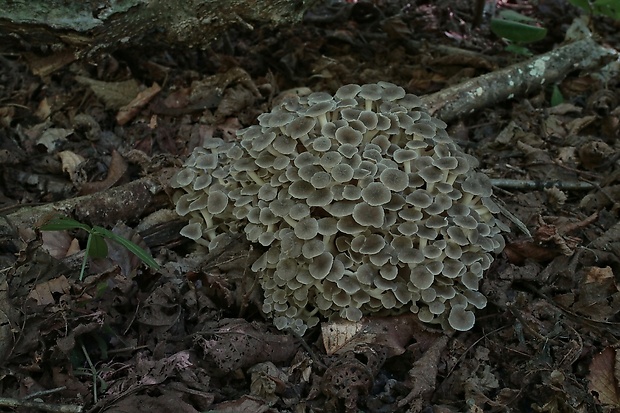 trúdnik klobúčkatý Polyporus umbellatus (Pers.) Fr.