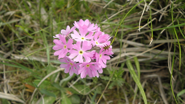 prvosienka pomúčená Primula farinosa L.