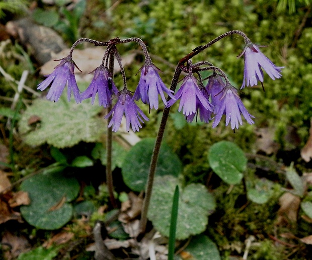 soldanelka horská Soldanella pseudomontana