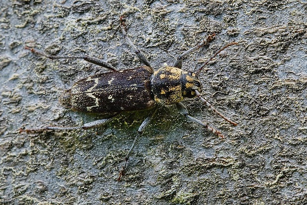 fuzáč pestrý Xylotrechus rusticus (Linnaeus, 1758)