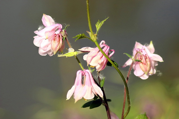 orlíček obyčajný Aquilegia vulgaris L.