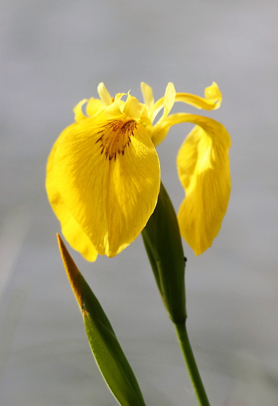 kosatec žltý Iris pseudacorus L.