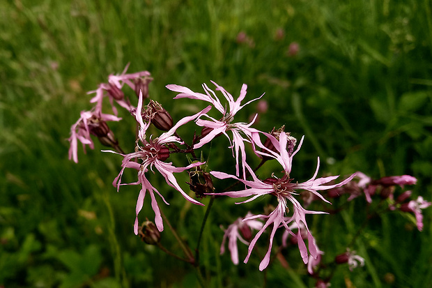 kukučka lúčna Lychnis flos-cuculi L.