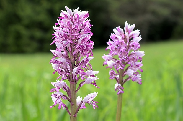 vstavač vojenský Orchis militaris L.