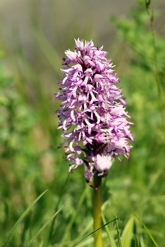 vstavač vojenský Orchis militaris L.