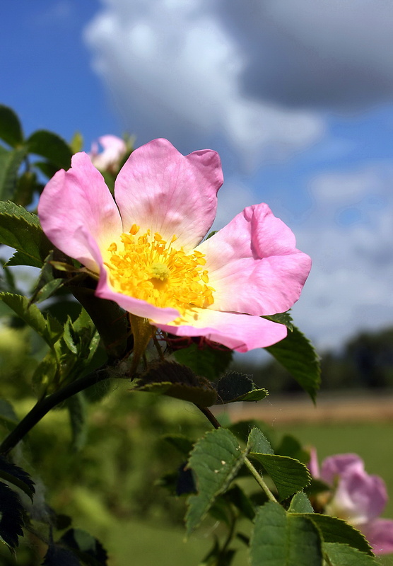 ruža šípová Rosa canina L.