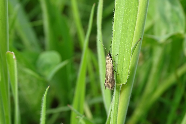 tmavomôľka veľká Scythris obscurella