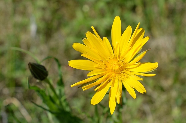 kozobrada východná Tragopogon orientalis L.