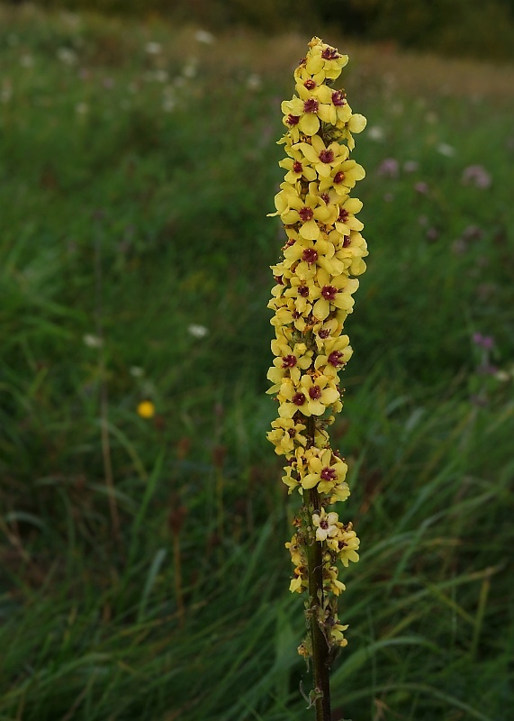 divozel čierny Verbascum nigrum L.