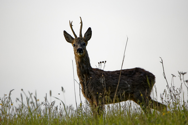 srnec lesný  Capreolus capreolus