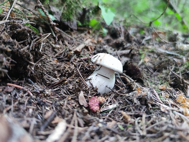 čírovnica májová Calocybe gambosa (Fr.) Donk