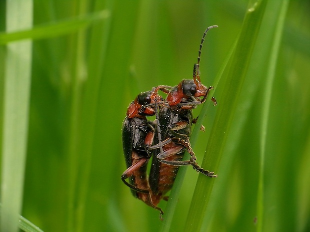 snehuľčík obyčajný Cantharis rustica