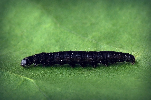 obaľovač kalužinový (sk) / obaleč jahodníkový (cz) Celypha lacunana (Denis & Schiffermüller, 1775)