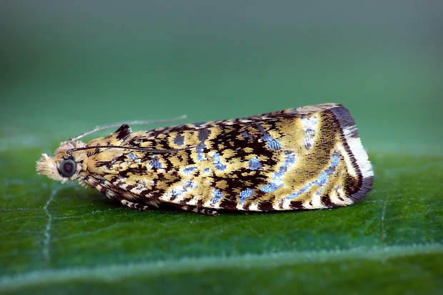 obaľovač kalužinový (sk) / obaleč jahodníkový (cz) Celypha lacunana (Denis & Schiffermüller, 1775)