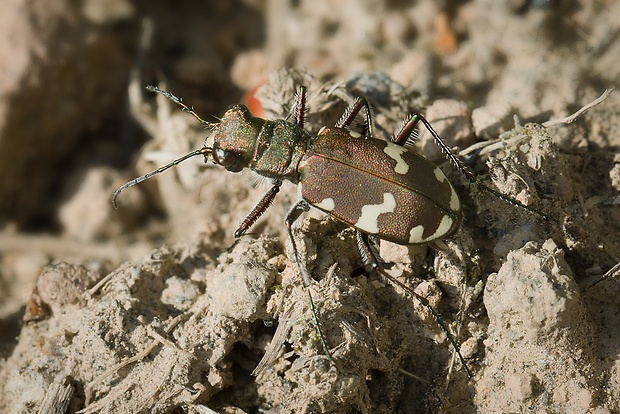 svižník piesočný Cicindela hybrida Linnaeus, 1758