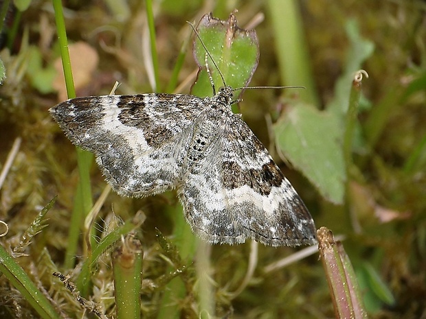 piadivka obyčajná Epirrhoe alternata