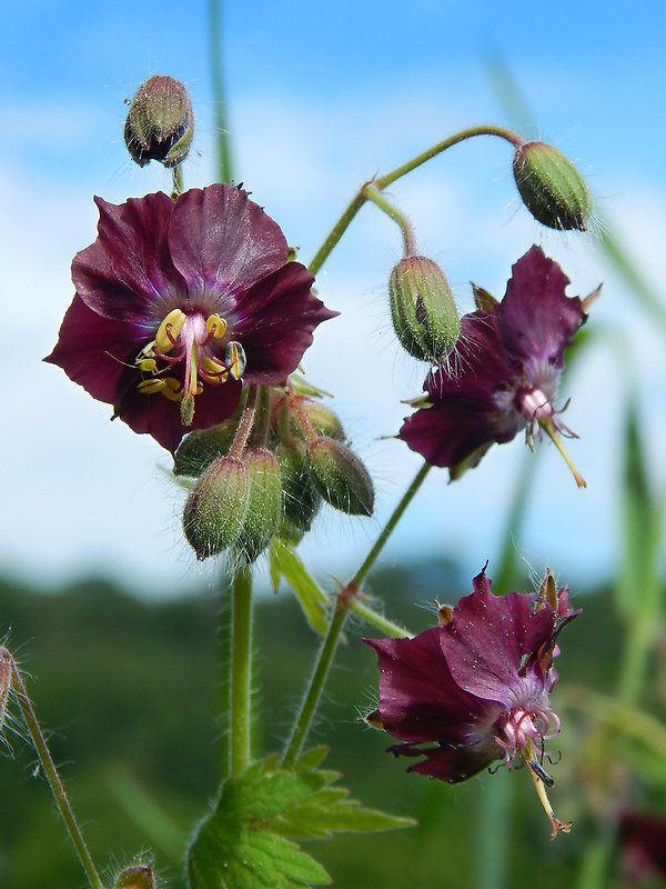 pakost hnedočervený Geranium phaeum L.