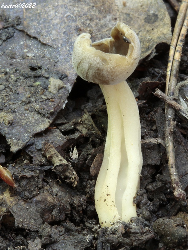 chriapač tmavý Helvella solitaria P. Karst.