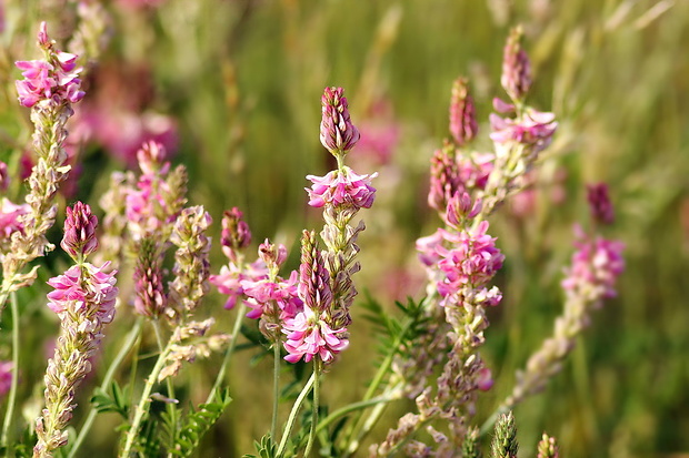 vičenec vikolistý Onobrychis viciifolia Scop.