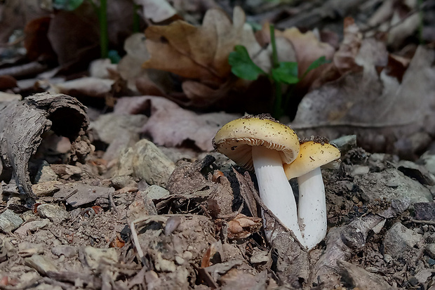 plávka Russula sp.