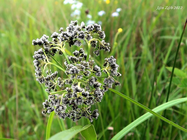 škripina lesná Scirpus sylvaticus L.